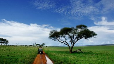 shutterstock_1759855-1-390x220 Whenever Nawaz Sharif's name comes up, idea of ​​development, peace comes to minds, says Maryam Nawaz