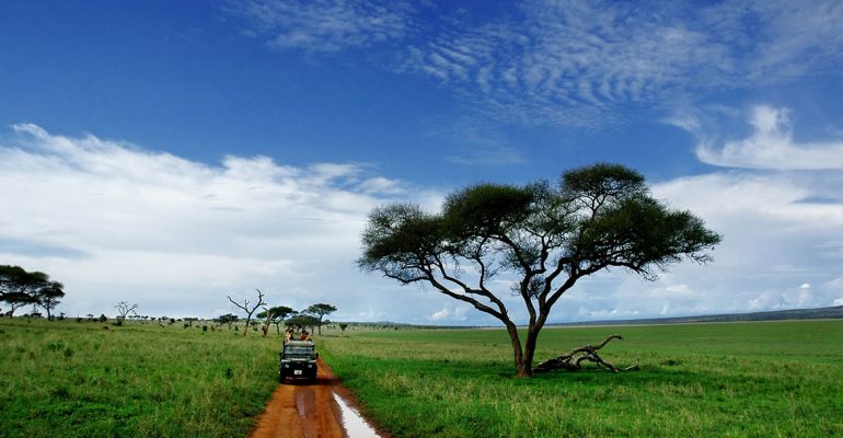 How To Own A Safari For Free