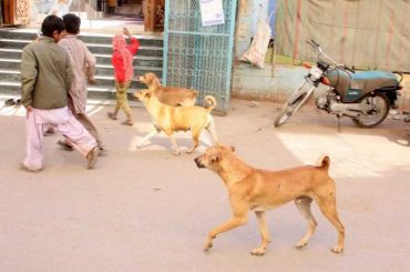 MPA will be suspended if any dog bite incident occurs in his constituency, says Sindh High Court 