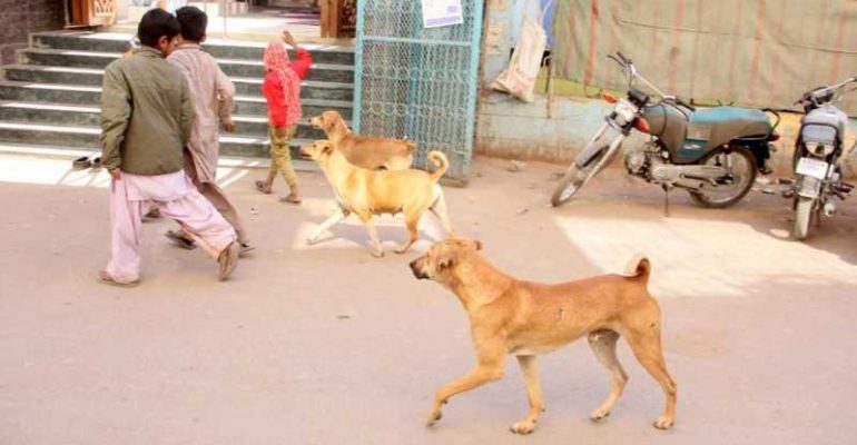 MPA will be suspended if any dog bite incident occurs in his constituency, says Sindh High Court 
