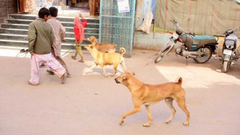 MPA will be suspended if any dog bite incident occurs in his constituency, says Sindh High Court 