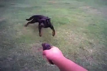 A passerby killed by a bullet fired to kill a stray dog