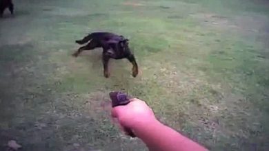 A passerby killed by a bullet fired to kill a stray dog