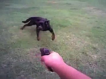 A passerby killed by a bullet fired to kill a stray dog