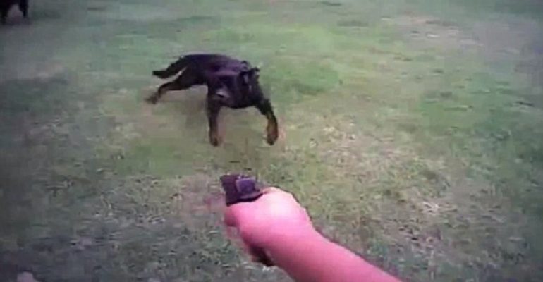 A passerby killed by a bullet fired to kill a stray dog