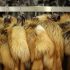 Wildlife Management Board confiscated illegally kept pelts