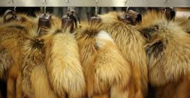 Wildlife Management Board confiscated illegally kept pelts