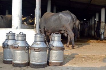 Sale of toxic milk in vicinity of Patoki spiraling unchecked 
