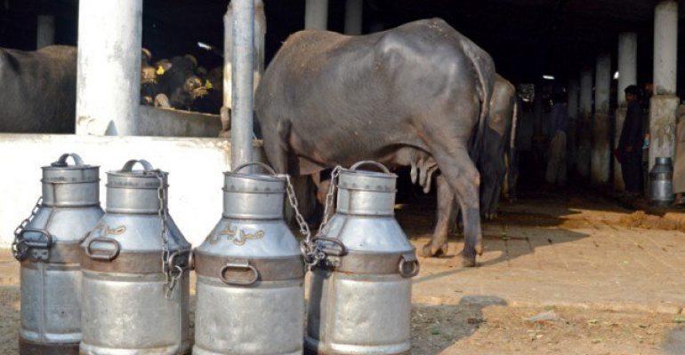 Sale of toxic milk in vicinity of Patoki spiraling unchecked 